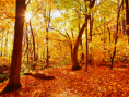 /album/autunno-e-i-suoi-frutti/autunno-e-frutti-autunnali-1-png/